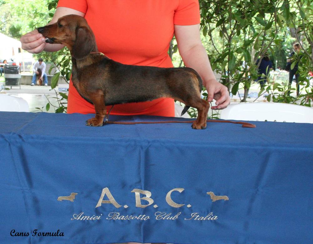 Champion Italian Club Dachshound